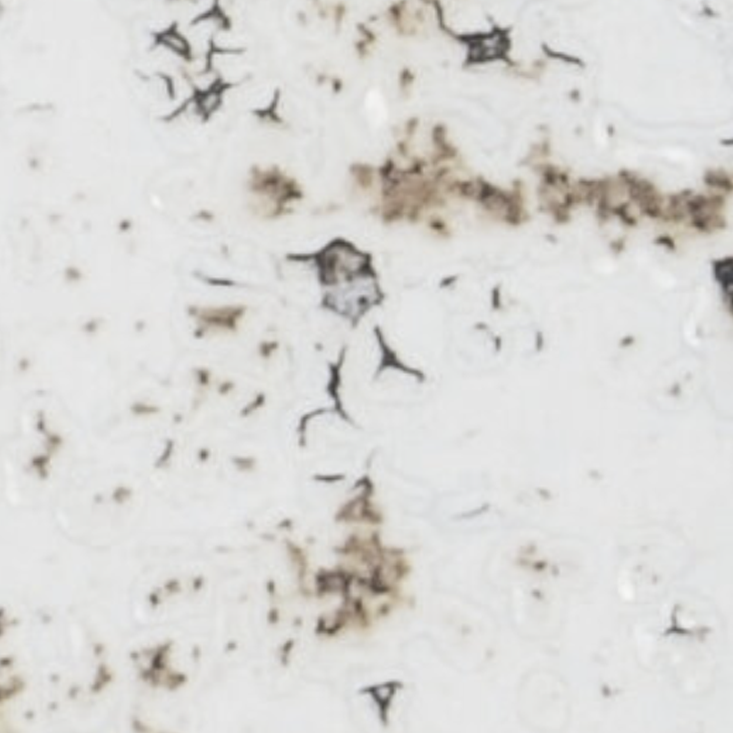 Close-up of Grunge - Iron, featuring a white surface with irregular black and brown stains and spots, accompanied by faint cracks and glossy patches.