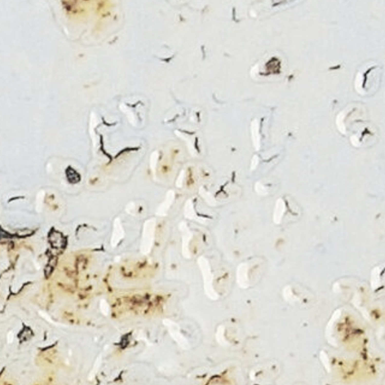Grunge - Oxide features a white surface accented by scattered brownish stains and irregular marks reminiscent of food residue or burnt spots. The texture is varied, with areas that appear more smudged or clustered, enhancing its distinctive, worn look.